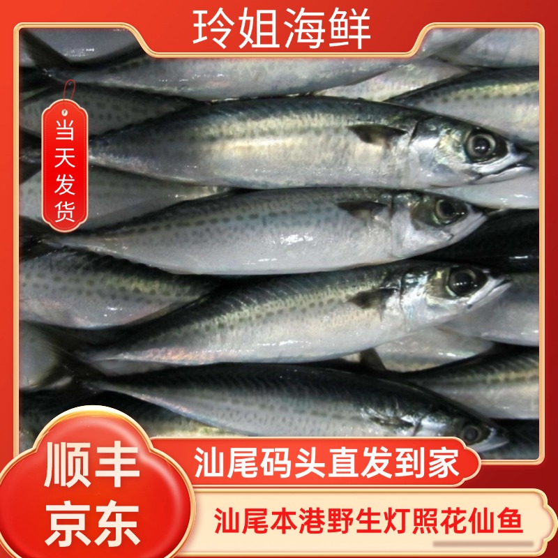 灯照花仙鱼不泡药水 汕尾本港码头现货冷链直发，不鲜烂肚包赔