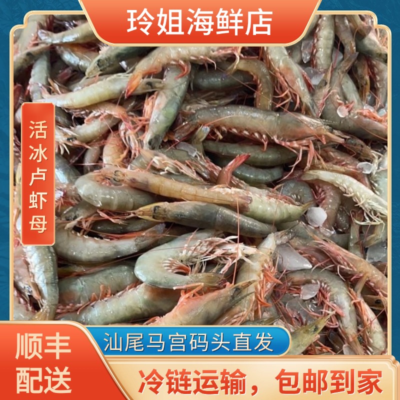 （活冰）广东汕尾马宫本港纯野生天然沙芦虾（麻虾）顺丰冷链配送到家