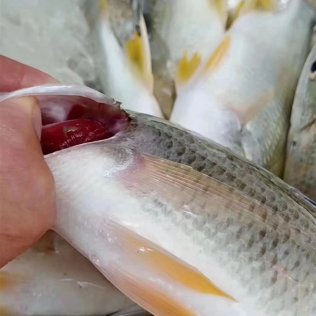 广东汕尾纯野生黄立鱼（黄脚立 黄翅鱼，黄鲷）品质保证 坏单包赔