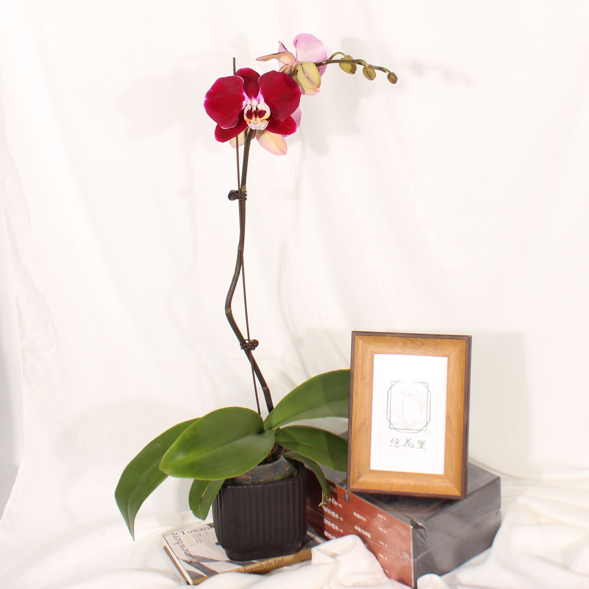 悠花里蝴蝶兰【幻影花后苗】花很烂发货