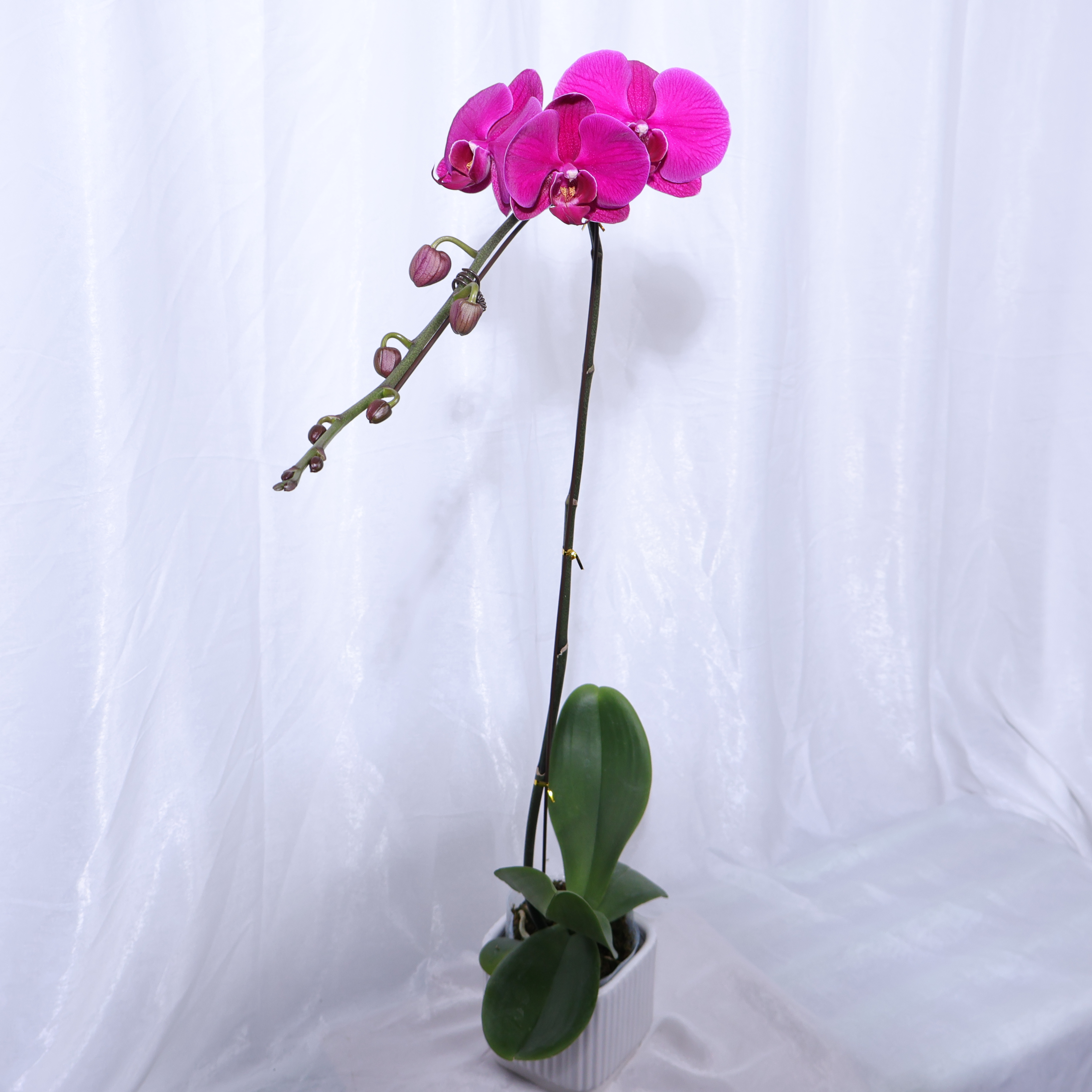 悠花里蝴蝶兰大辣椒（叶片自然开裂）发货