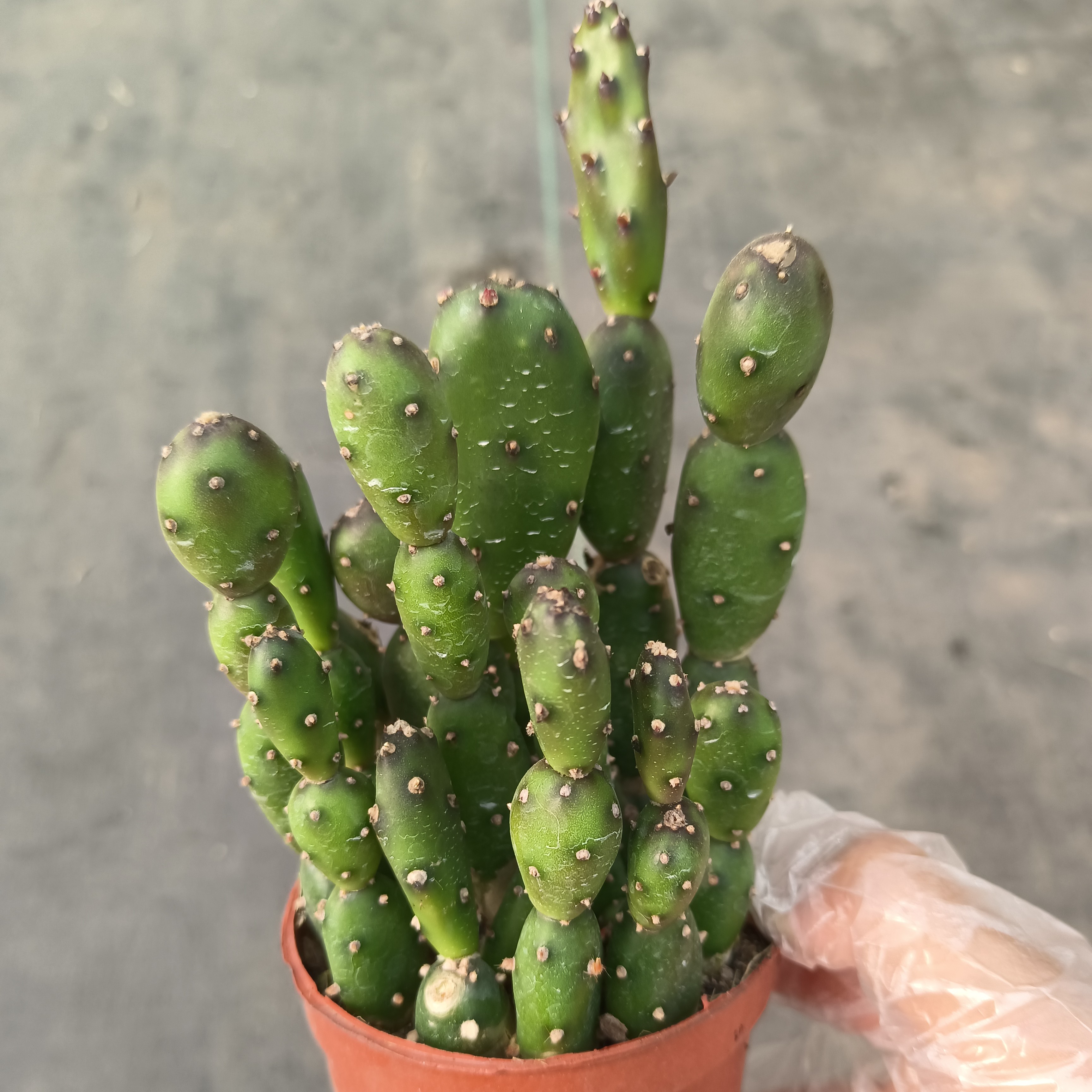 仙人球 小土人 一盆多颗