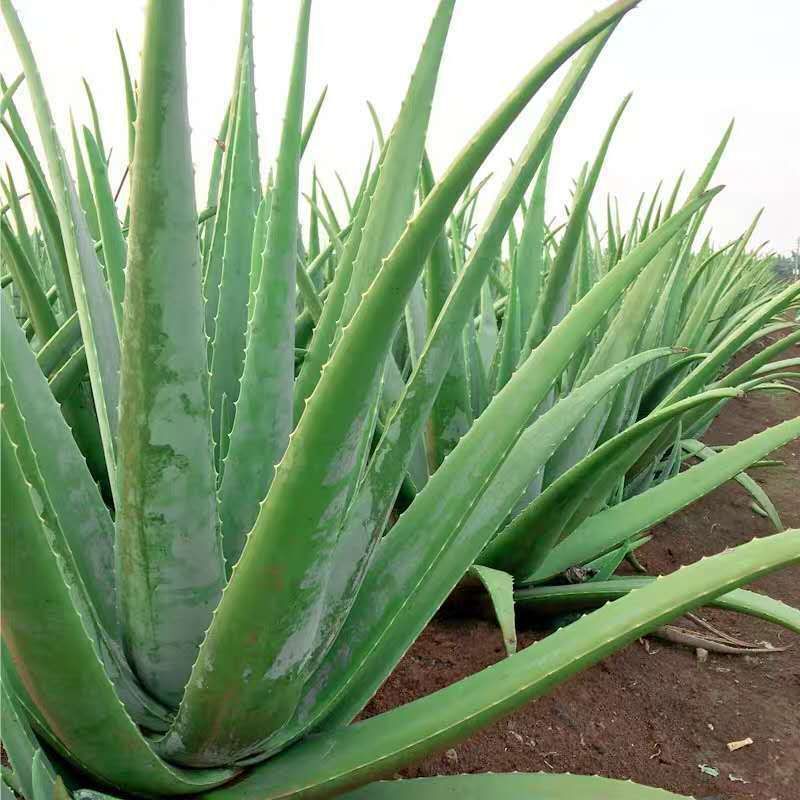 美容院库拉索芦荟苗盆栽多肉植物美容灌肤补水食用室内外花卉绿植