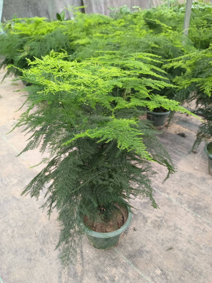 文竹 高度40厘米高左右