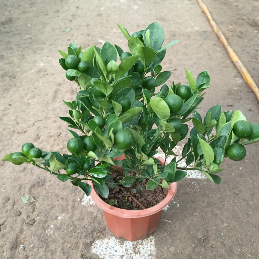 金桔 30厘米高左右