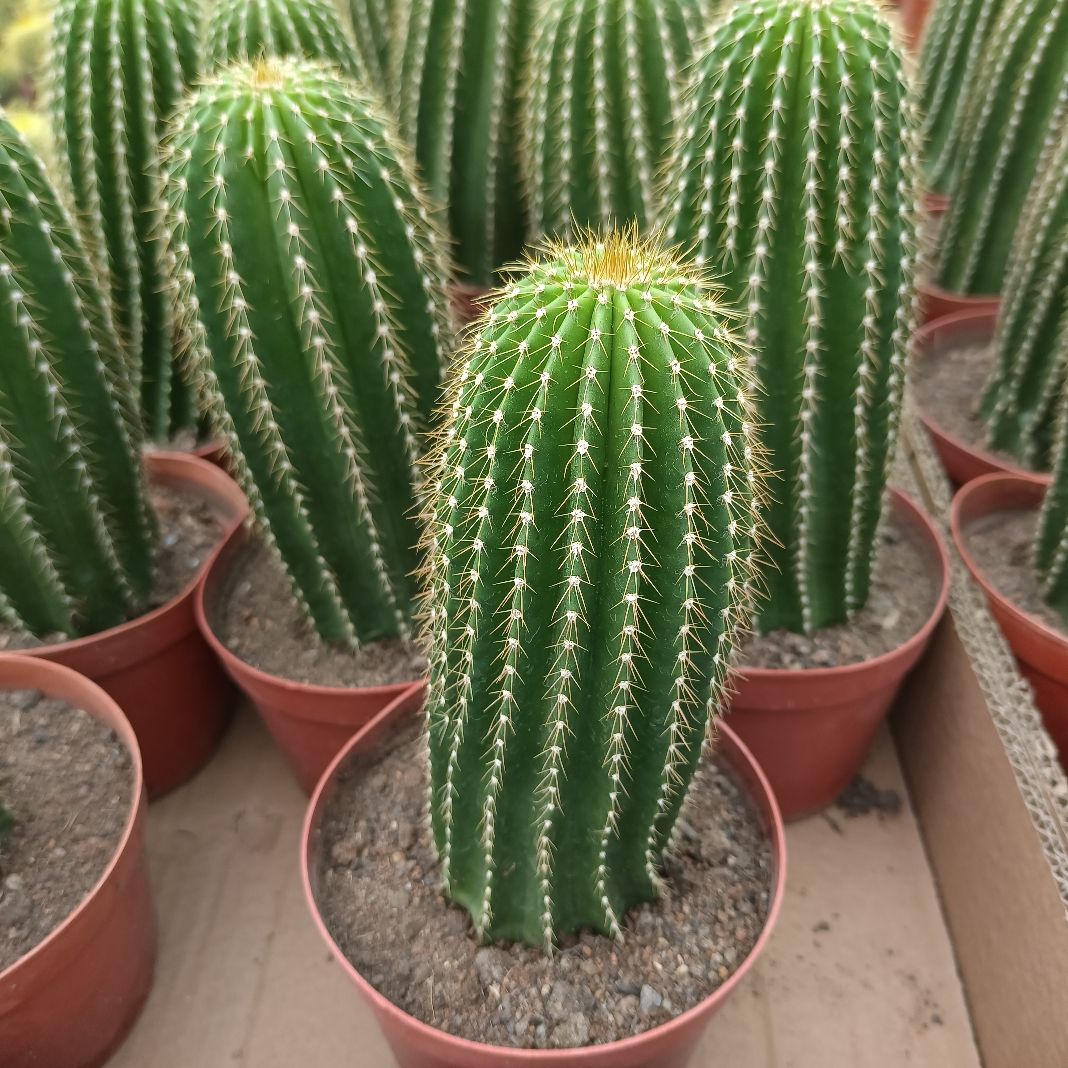 仙人柱    大凤龙高度25厘米 粗度6到7厘米