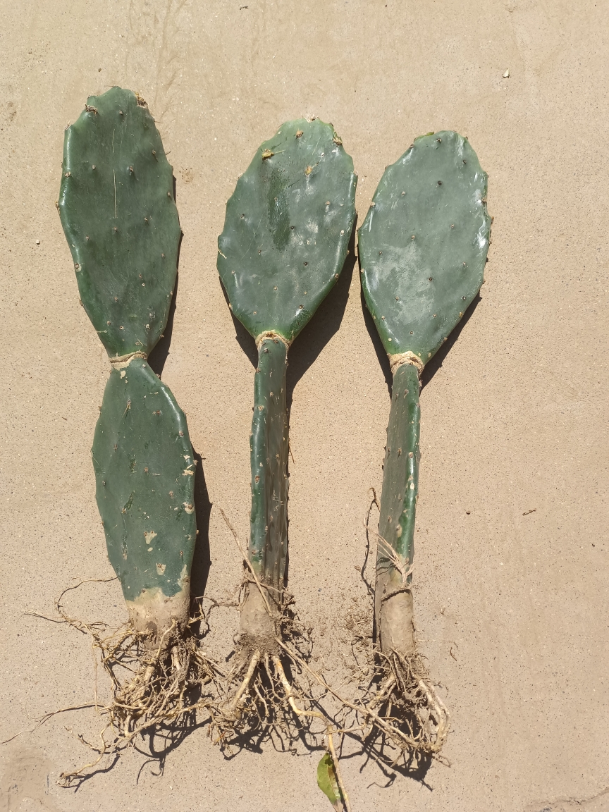 绿植花卉 黄大刺仙人掌
