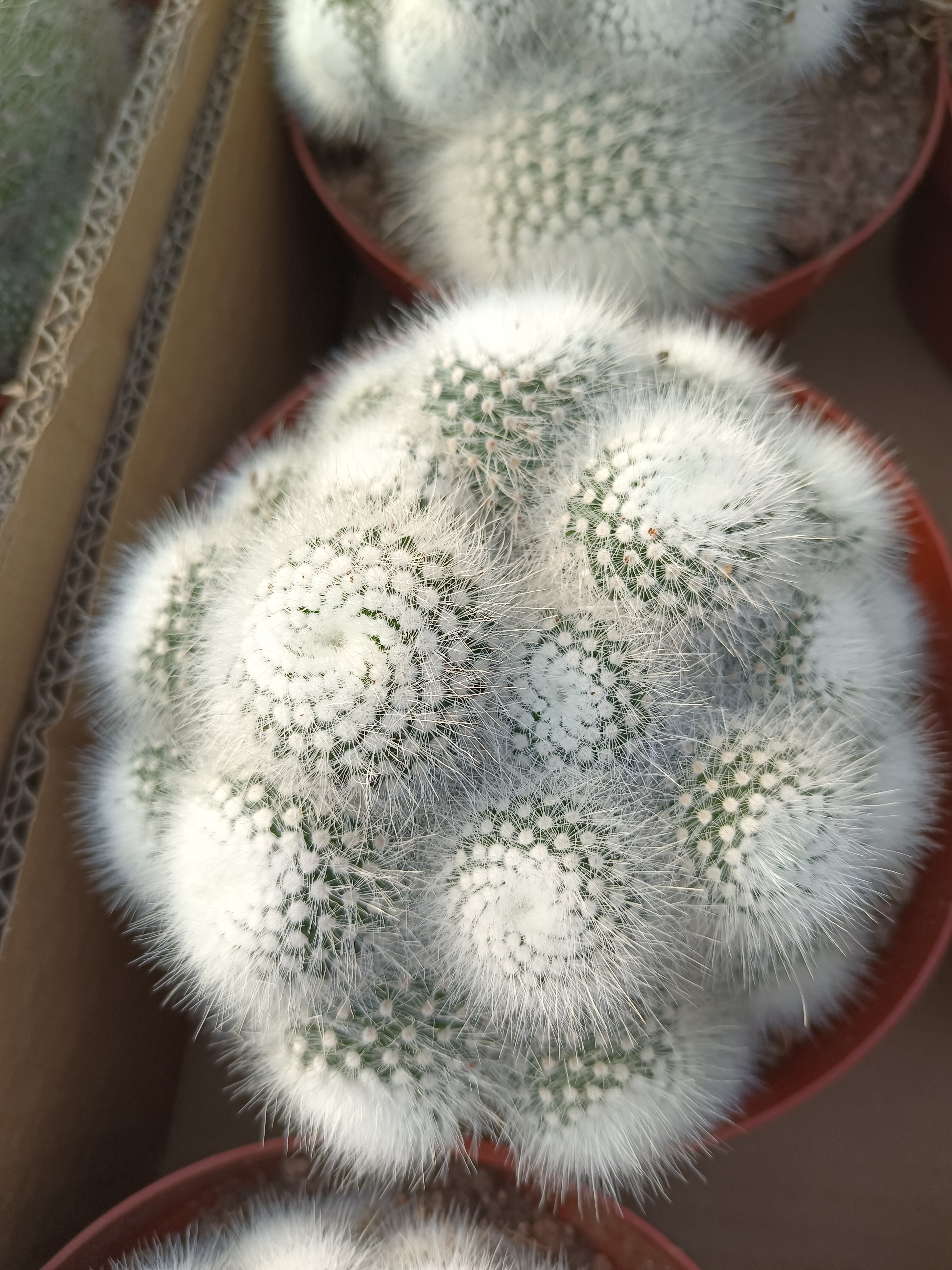 仙人球 多头白小丁 球径12厘米左右