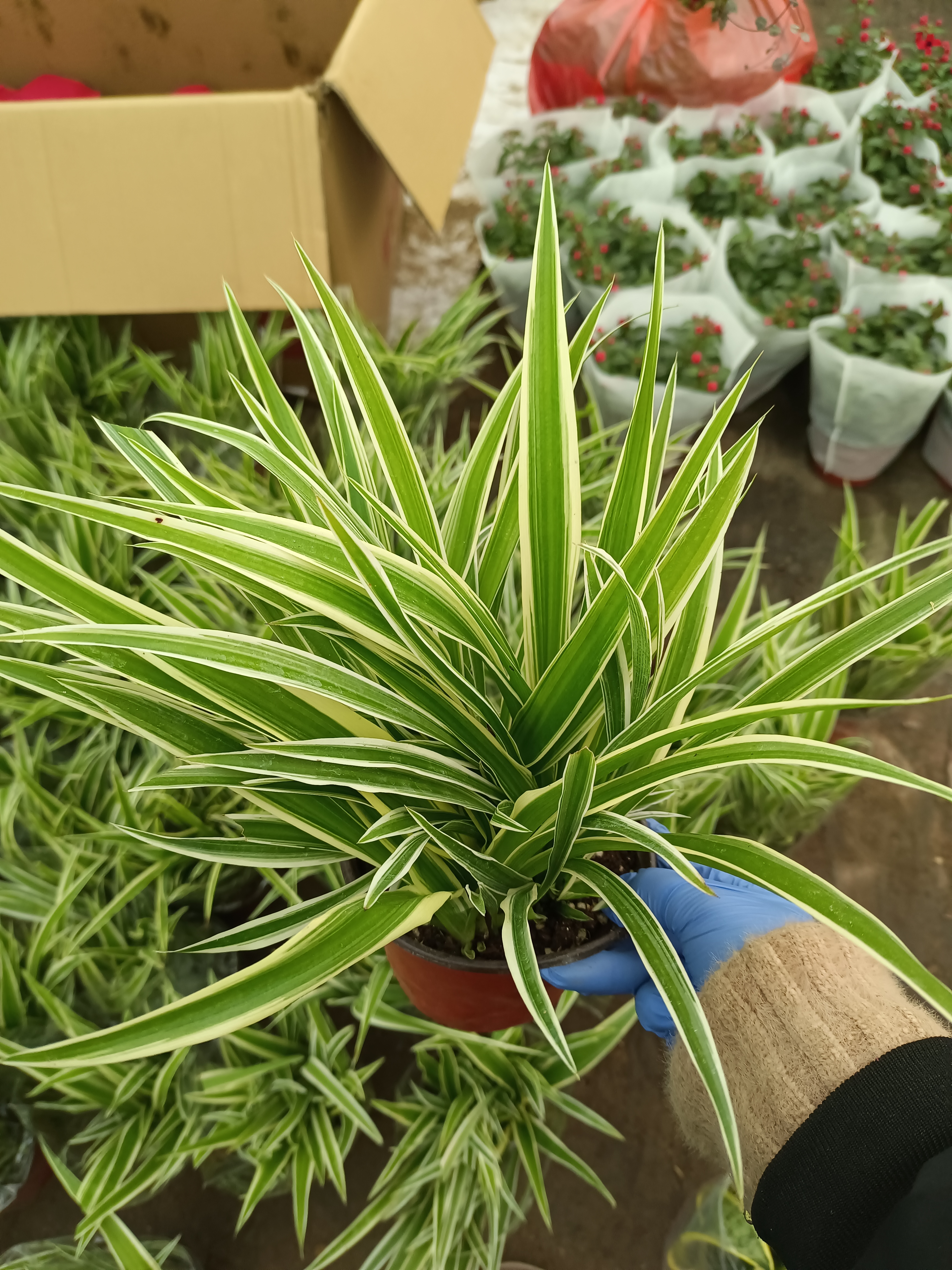 金边吊兰 25厘米高左右