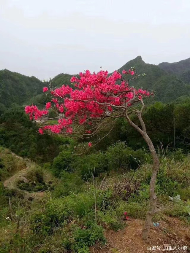 原生映山红地栽盆栽