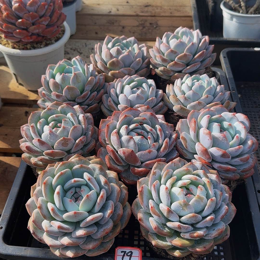 组合套餐编号79号