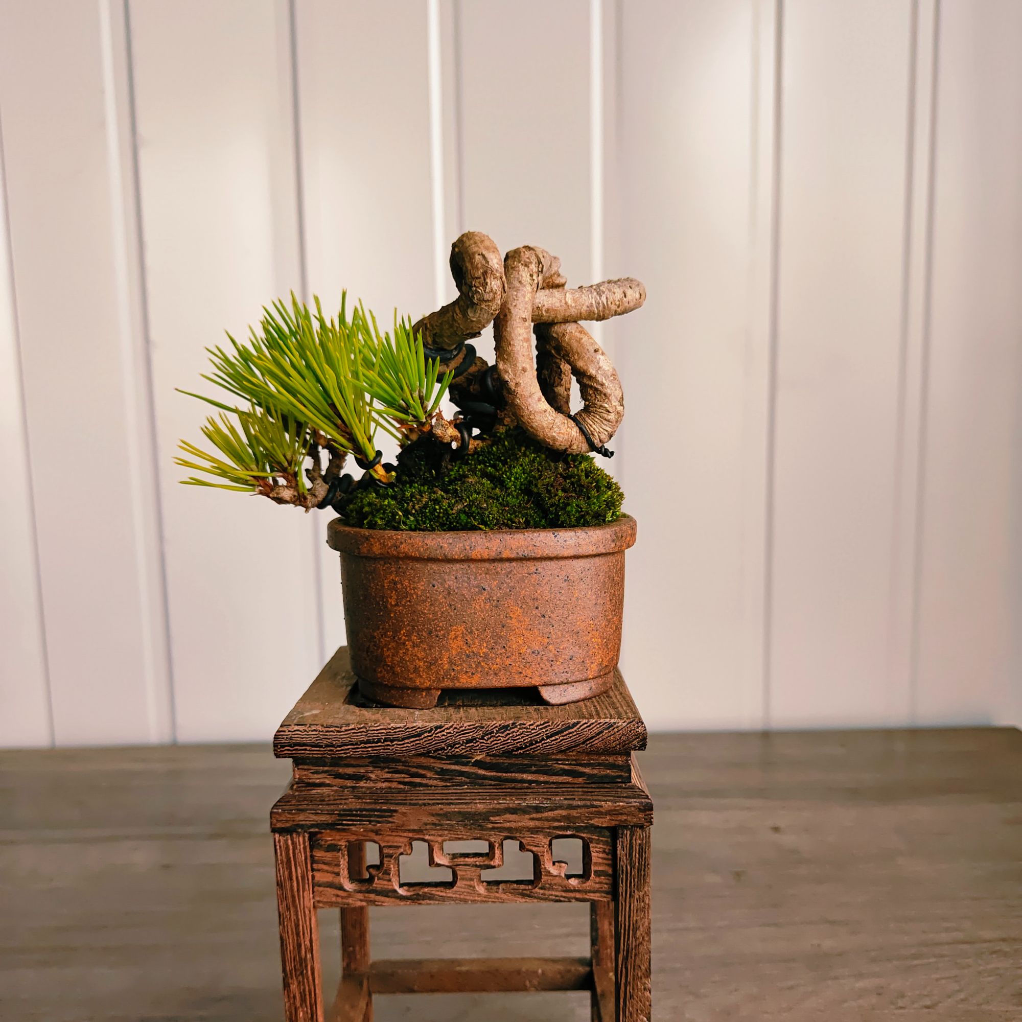 直播间一物一拍，三河黑松