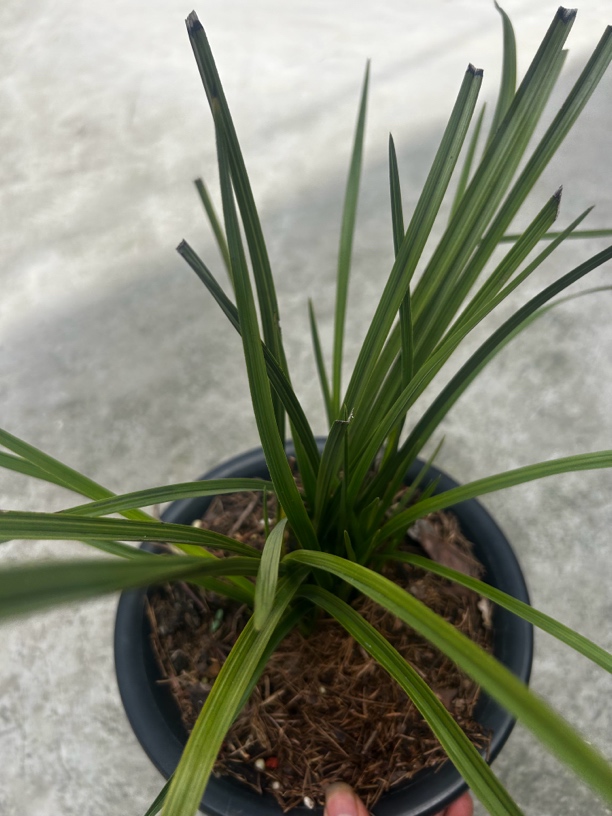 精品春兰慧兰艺草花草