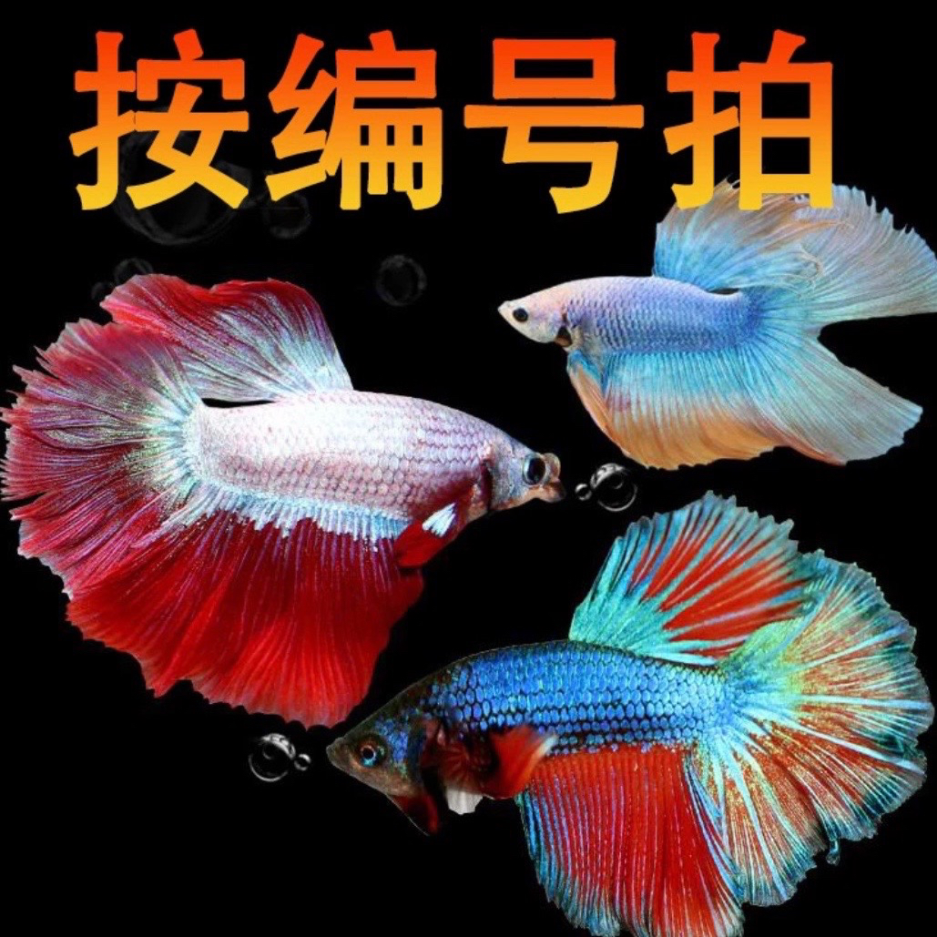 2版  1-48号活体观赏鱼