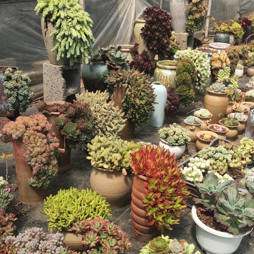 童话镇园艺   多肉植物综合链接一单包