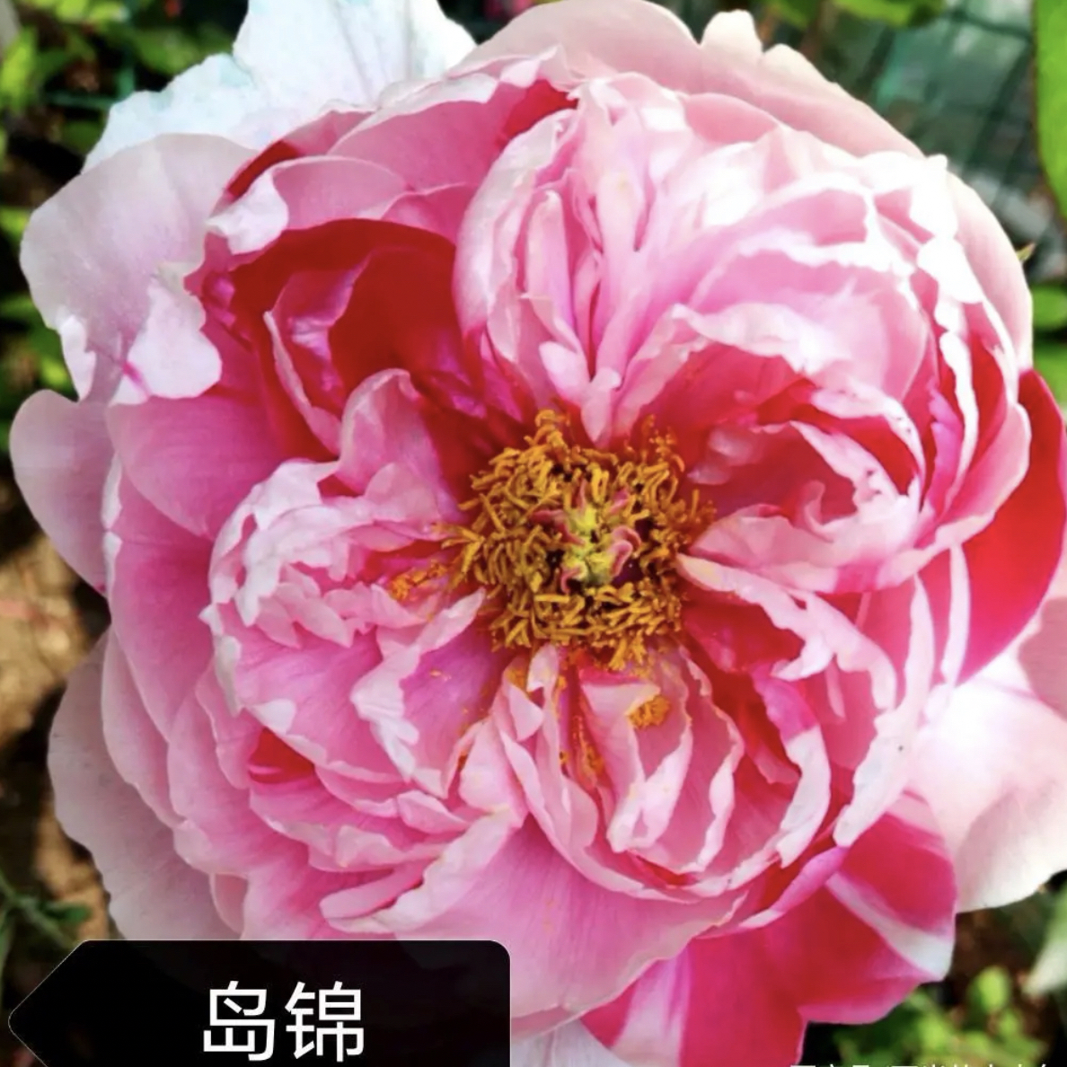 岛锦精品牡丹（一物一拍菏泽牡丹）