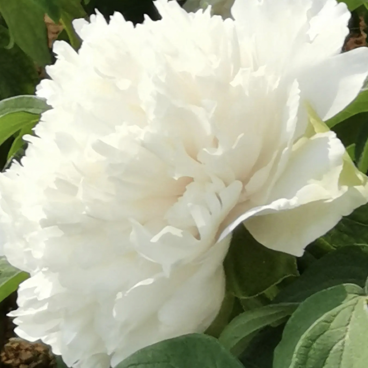 香玉精品牡丹（一物一拍牡丹花树苗菏泽牡丹）