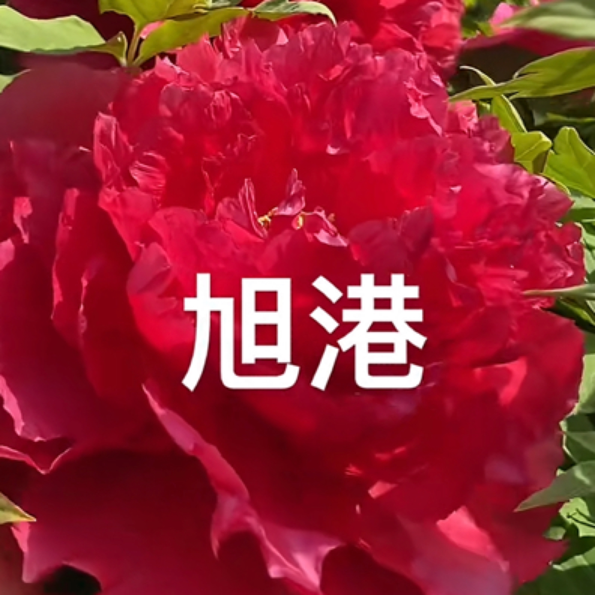 旭港国旗红牡丹（精品老桩牡丹牡丹花树苗菏泽牡丹）