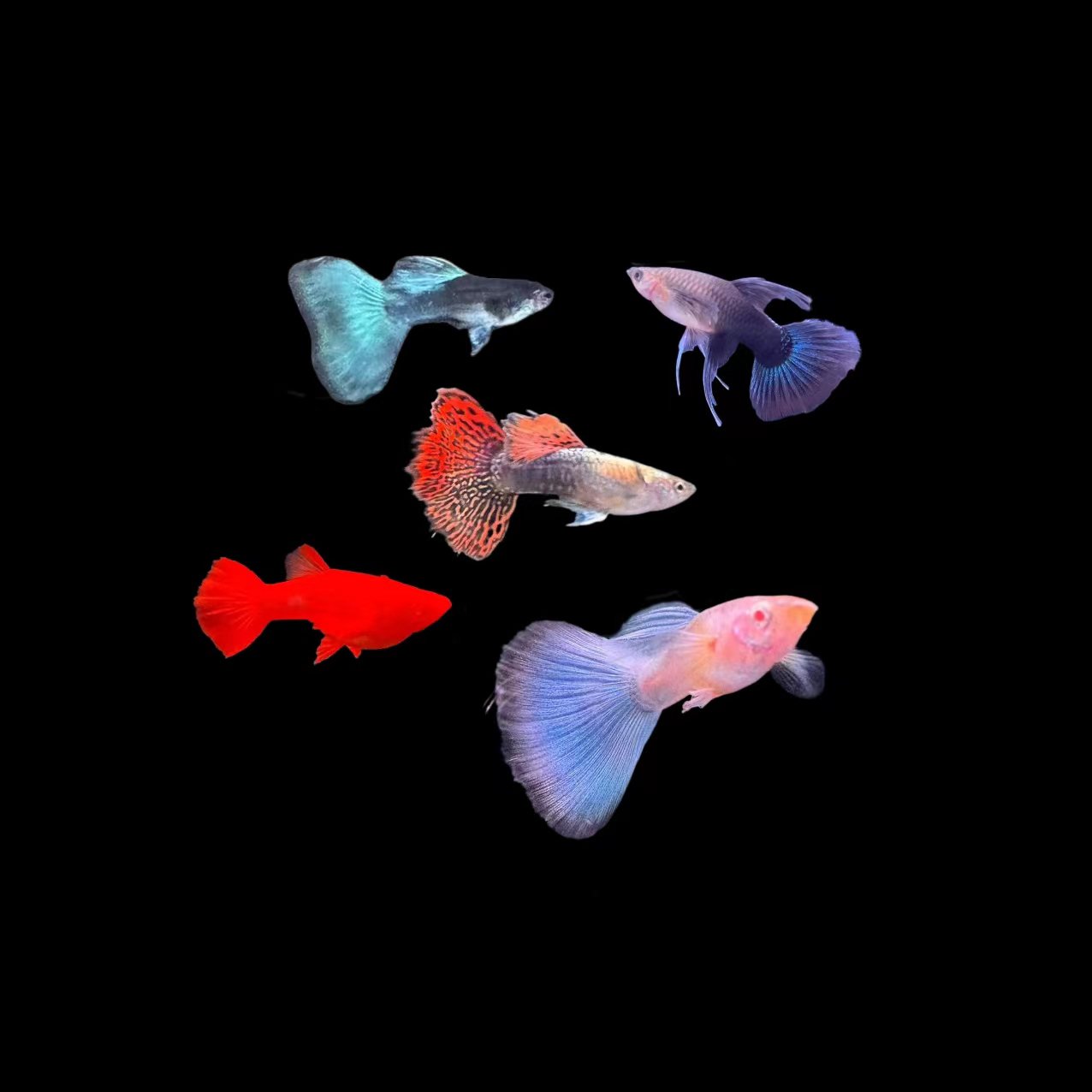 直播间挑鱼（收到货后需拍摄完整开箱视频无开箱视频不售后）