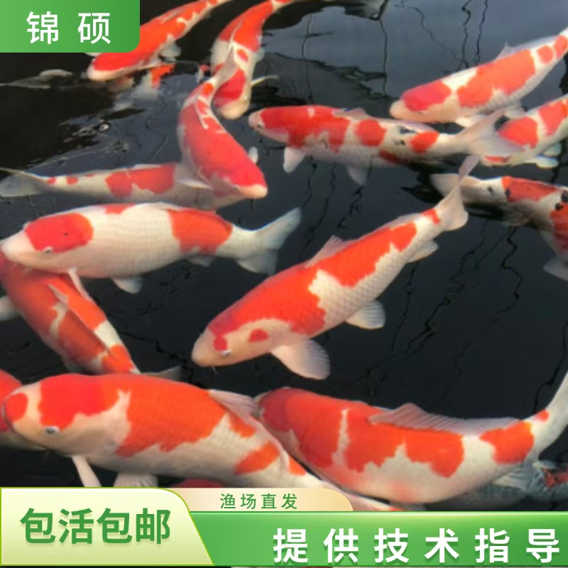 【直播链接】红白三色大正孔雀龙系秋翠昭和绯写芥子茶鲤
