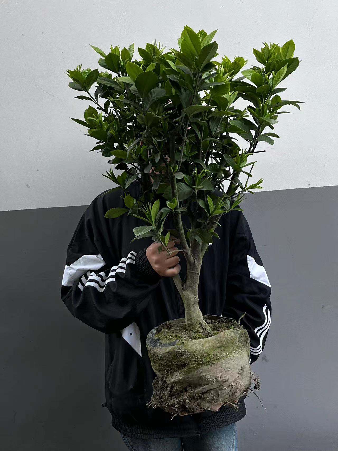 大叶栀子花 雀舌栀子花 四季栀子花 