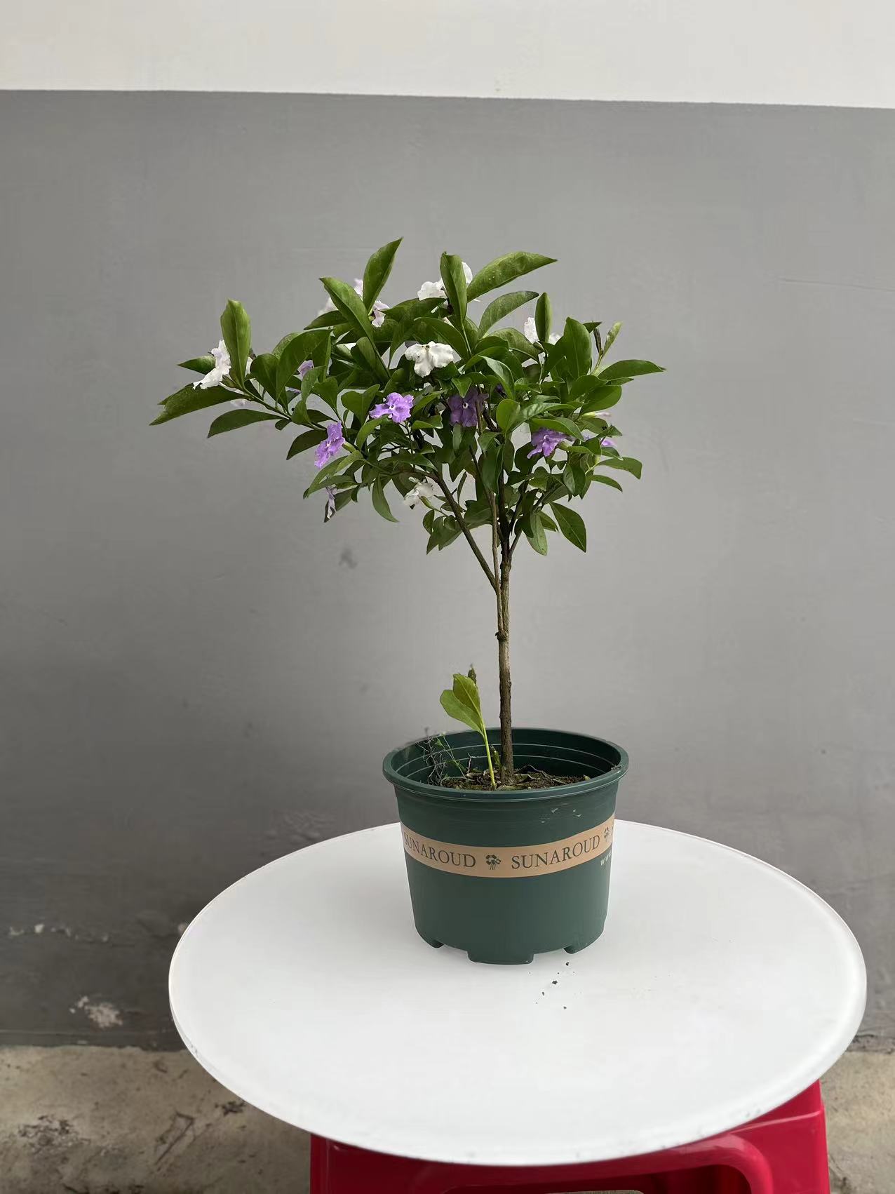 鸳鸯茉莉小老桩带花苞易养护
