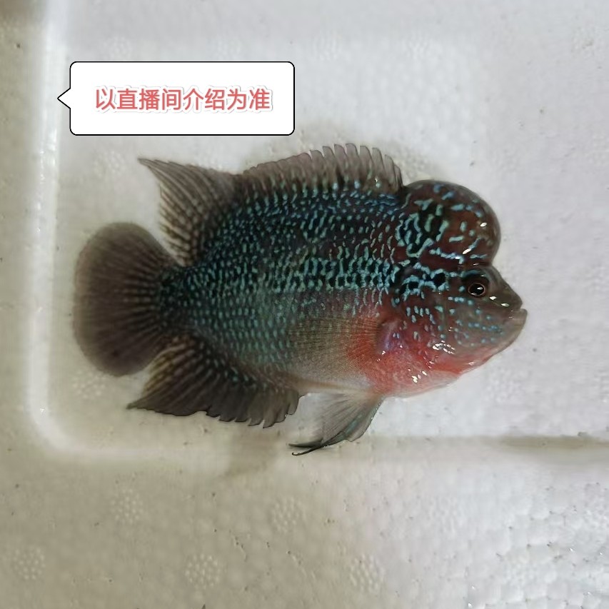 淡水罗汉鱼爆头热带观赏鱼包邮包损！饲养活体