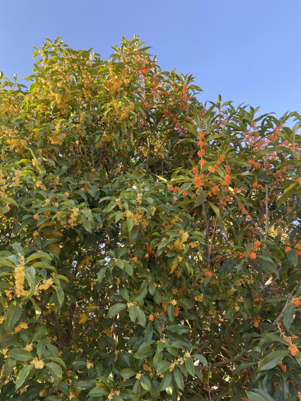 桂花直播间选购带花苞八月桂四季桂庭院