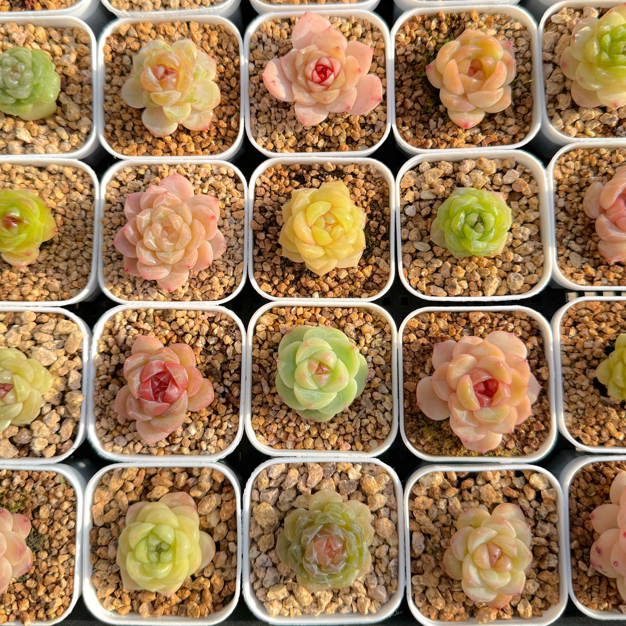 （十六）直播链接星珵梦花园一物一拍专属链精品生多肉植物糖心珍妮