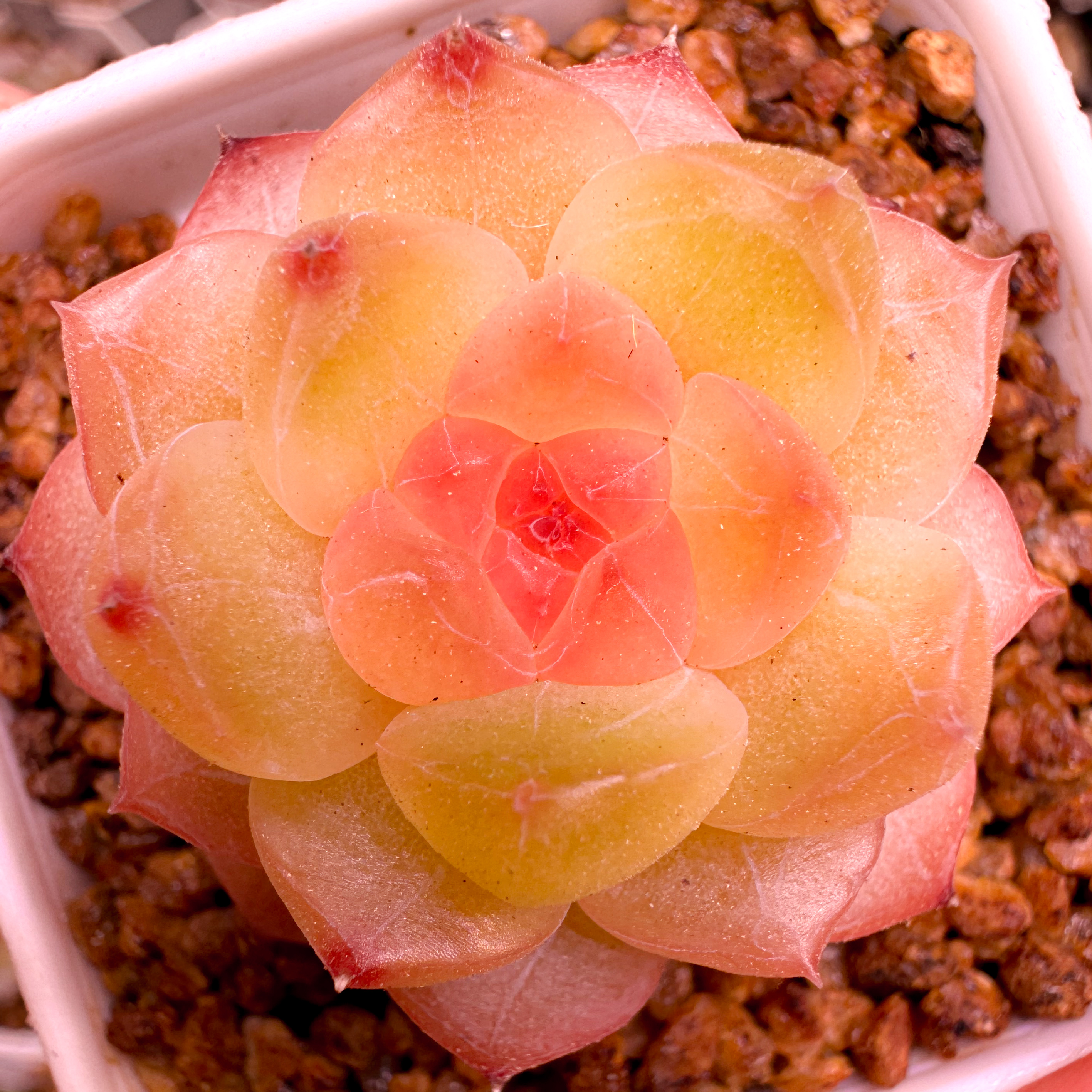 （五）直播链接星珵梦花园一物一拍专属链接精品生多肉植物糖心珍妮