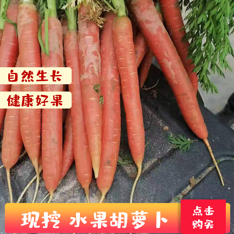 甘肃沙地水果胡萝卜红胡萝卜新鲜蔬菜批发包邮甜脆香甜食用