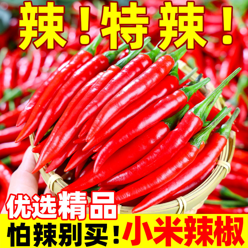 【坏果包赔】【当天现摘】现摘辣味米椒新鲜小米辣朝天椒红辣椒剁椒泡