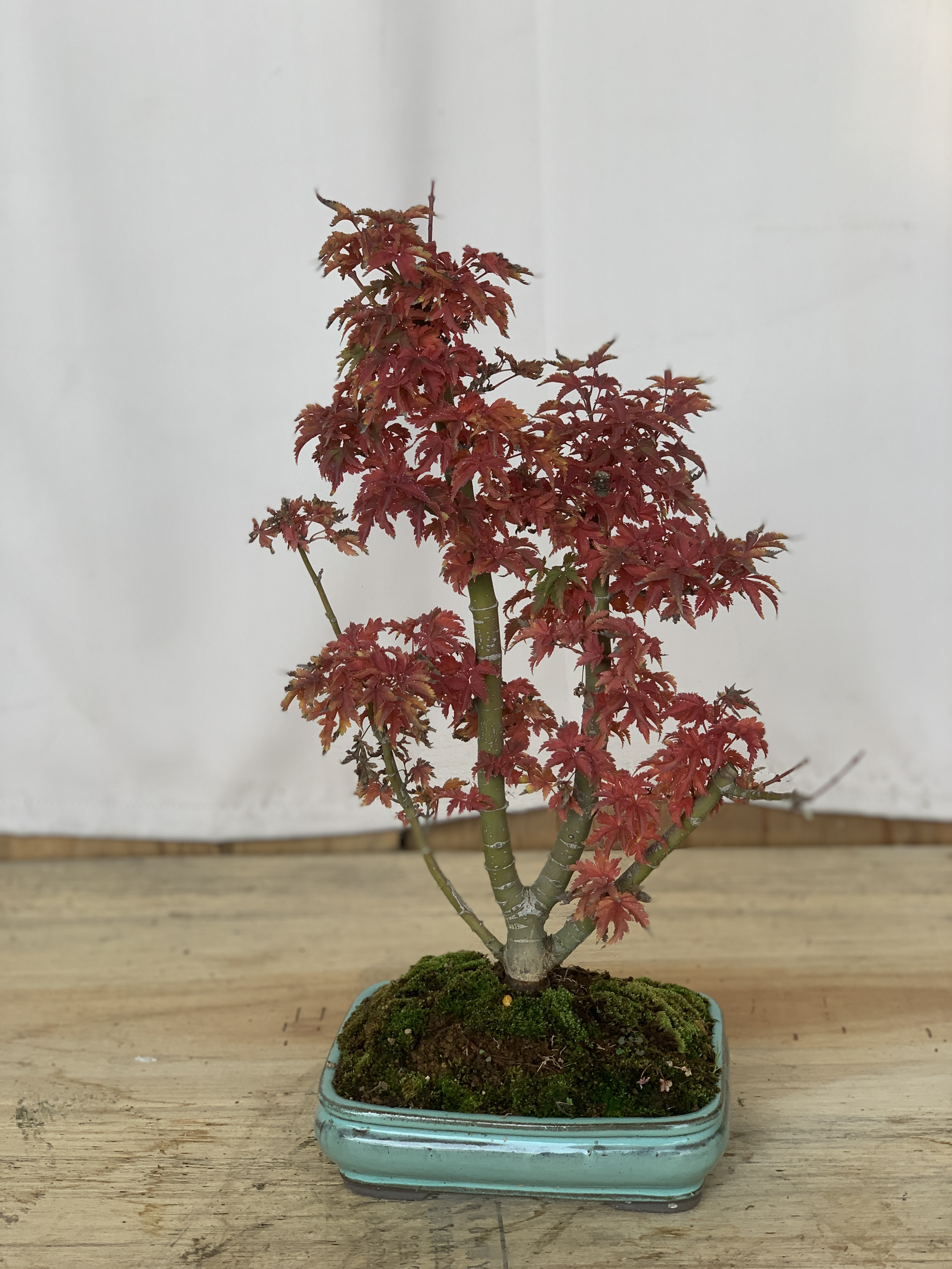 日本原生狮子头中品