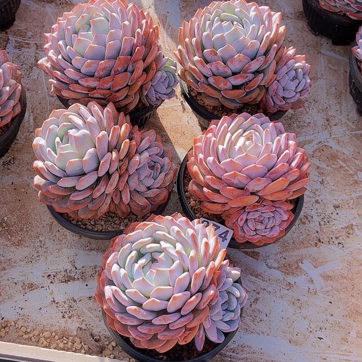 974橙子多肉植物组合