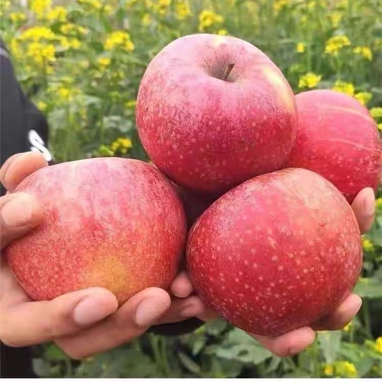 苹果真好吃好吃的苹果