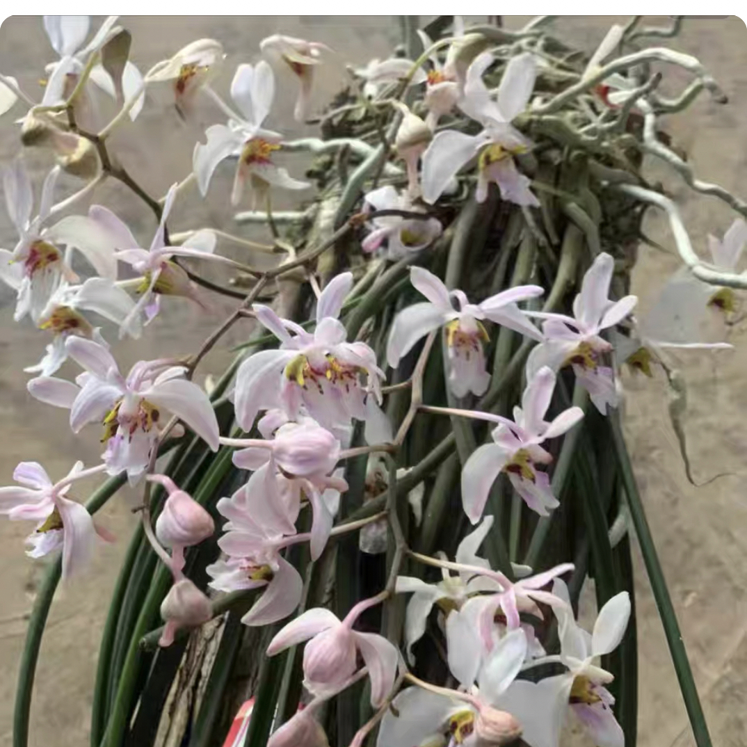 槽舌兰种板带花苞花清香味可以养阳台树下挂板