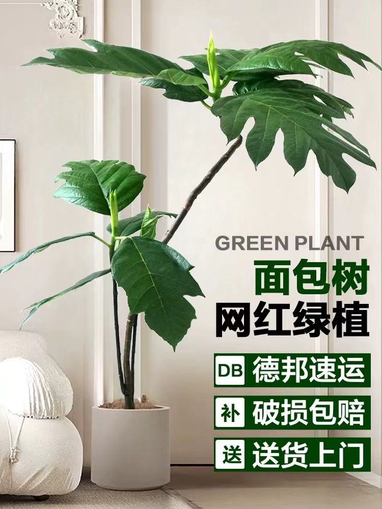 【面包树】室内一年四季常青喜欢阳光通风环境室内阳台净化空气好养