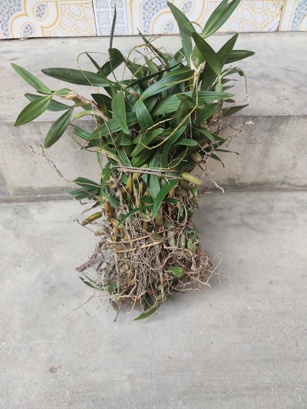 贵州关岭才哥下山货，石橄榄草草