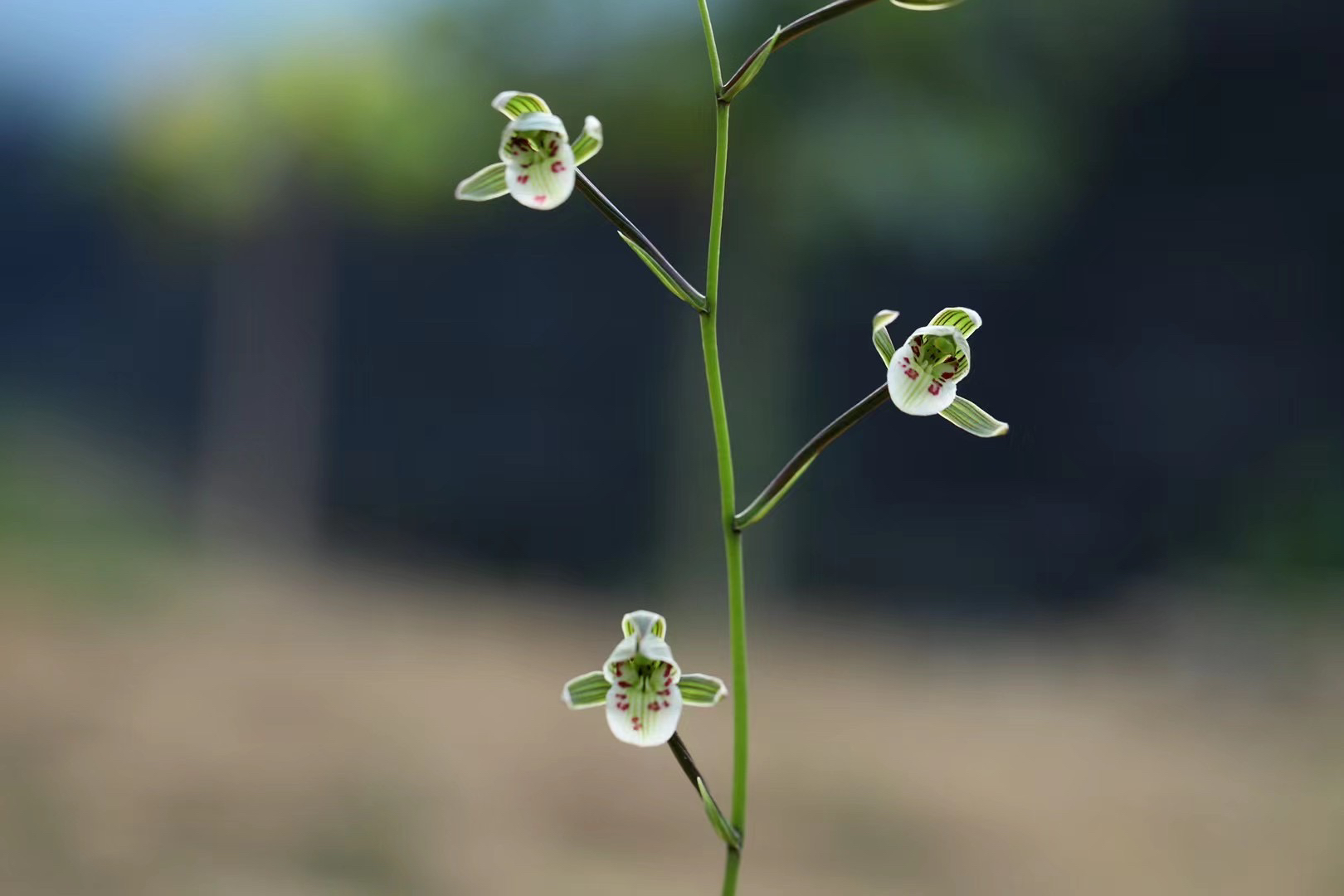 寒兰新品（久开不变型）