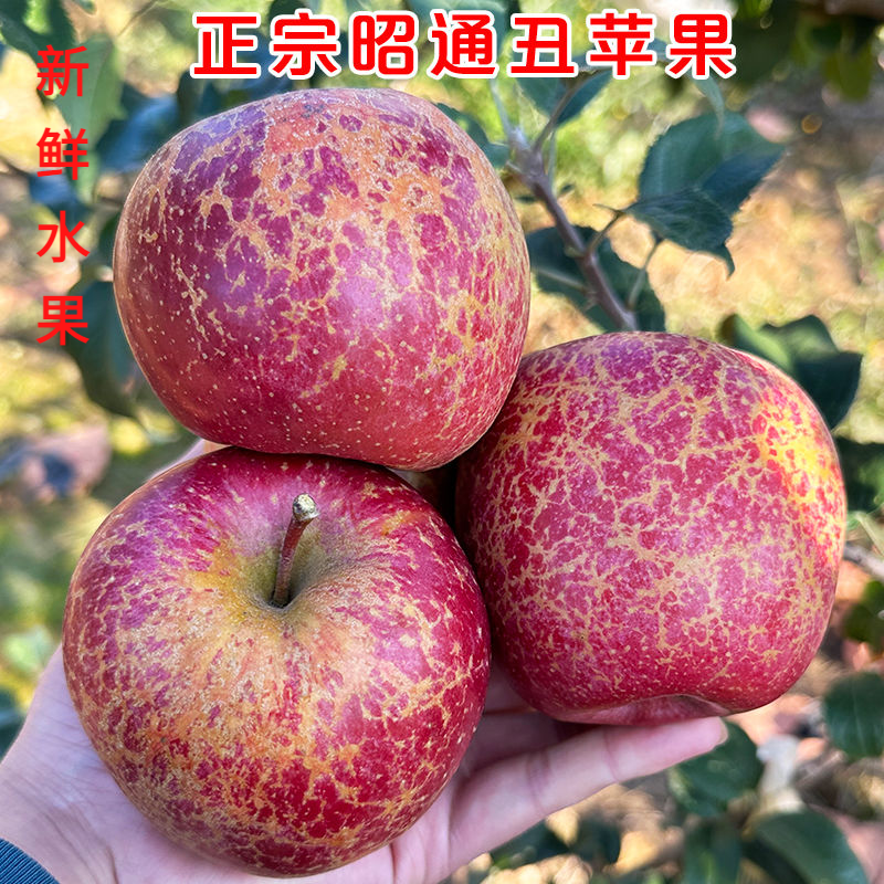 云南昭通丑苹果苹果冰糖心苹果新鲜水果当季整箱红富士萍果1-9斤.