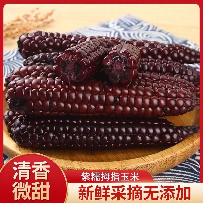 【厂家直发】甄选紫糯玉米甜糯营养真空包装非转基因新鲜采摘小吃