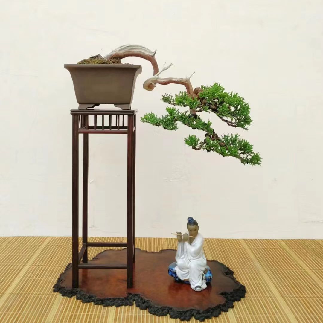 黑松苗黑松盆景苗黑松造型苗黑松小苗日本黑松树苗造型黑松