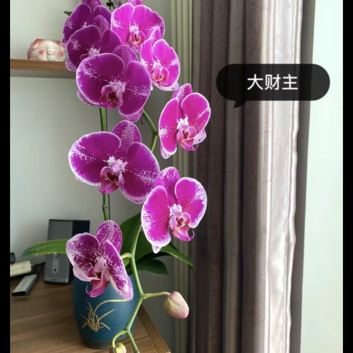 【大财主】蝴蝶兰3.5寸加高杯裸盆单棵包邮