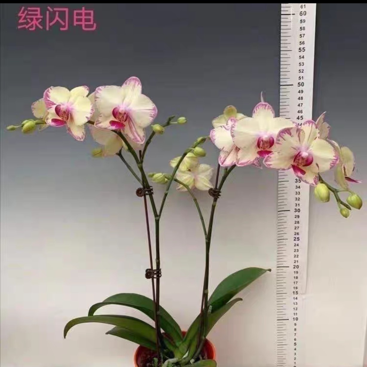 一物一拍【绿闪电】蝴蝶兰3.5寸加高杯抽梗苗裸盆单棵