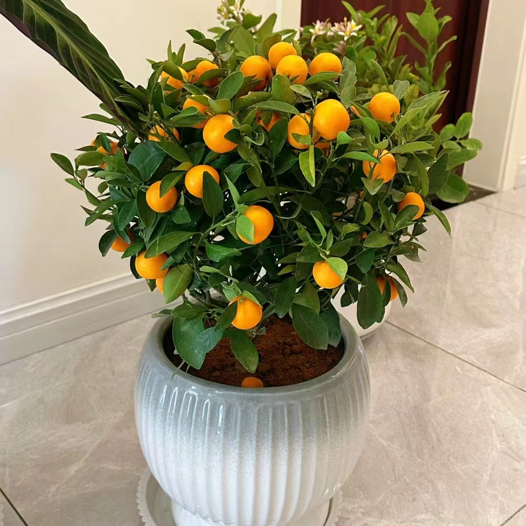 一物一拍花卉仿真/绿植园艺 > 花卉/绿植盆栽 > 高端盆景/盆栽