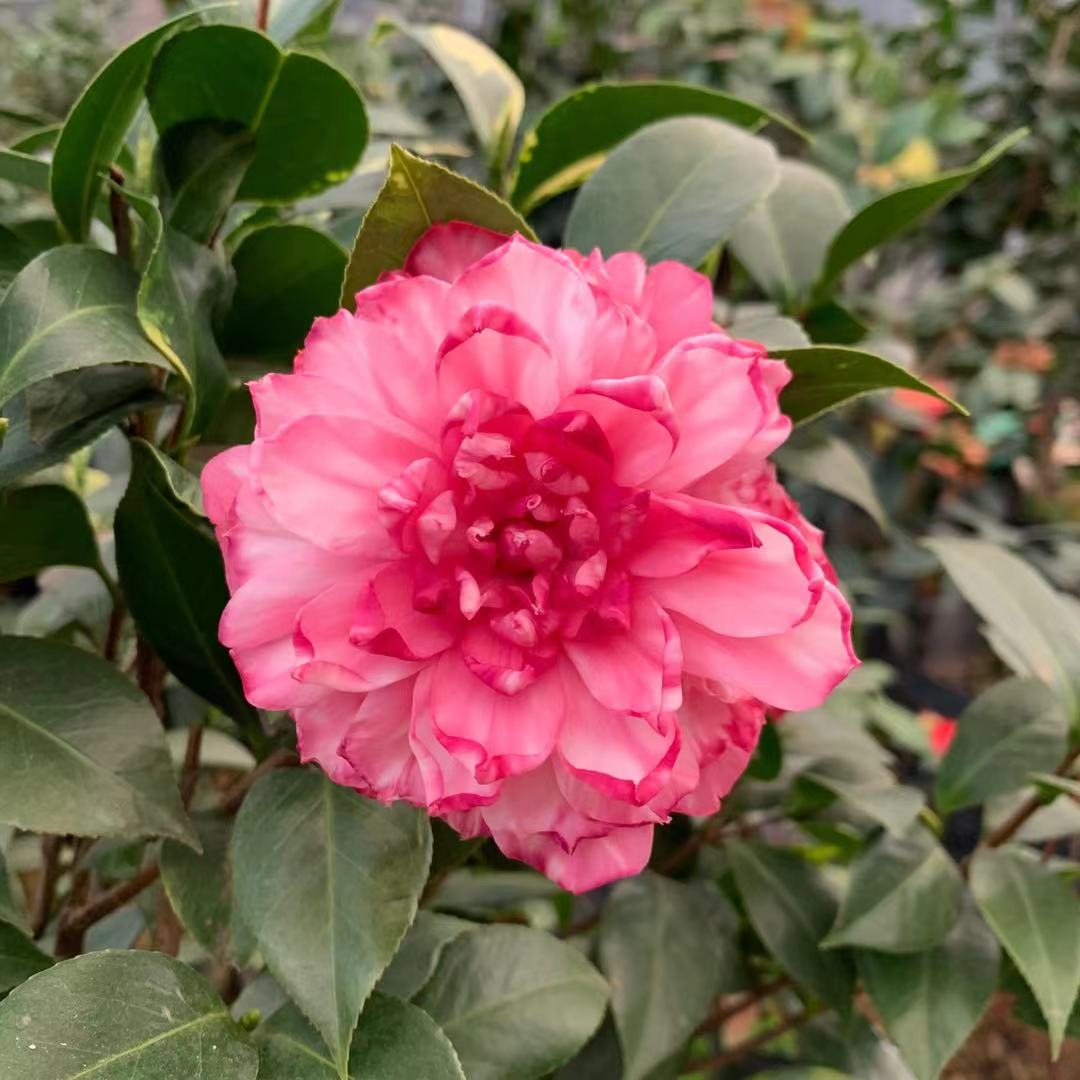 斑林修 斑丽修 复色系 重瓣型 品种茶花 绿植