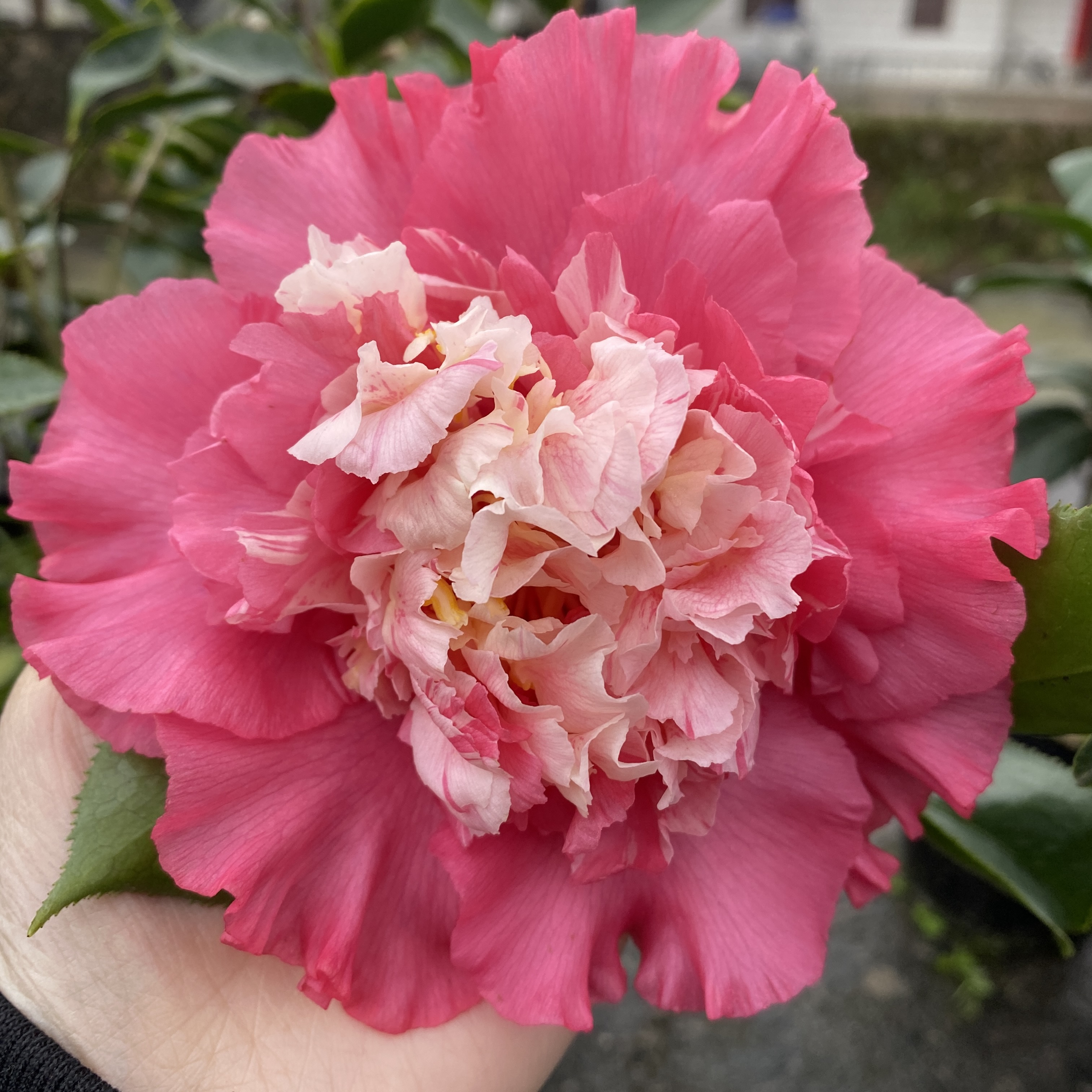 超级赛牡丹白天鹅三赛系列茶花苗福建龙岩产地直销包邮经典宝贝