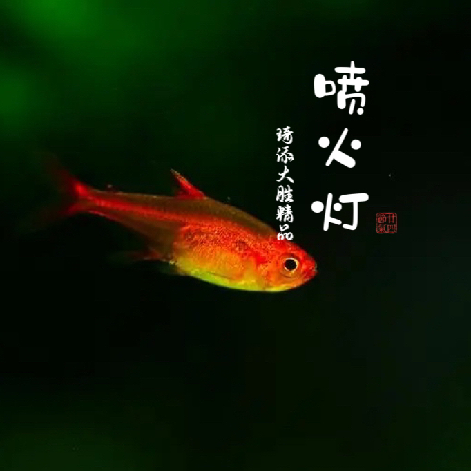超萌好物琦添大胜 喷火灯科鱼南美小型热带鱼小型淡水观赏鱼