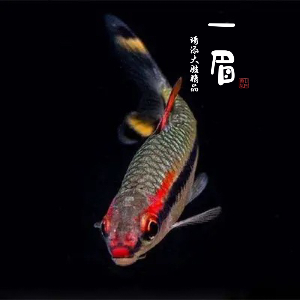 超萌好物琦添大胜 一眉道人灯科鱼南美小型热带鱼小型淡水观赏鱼