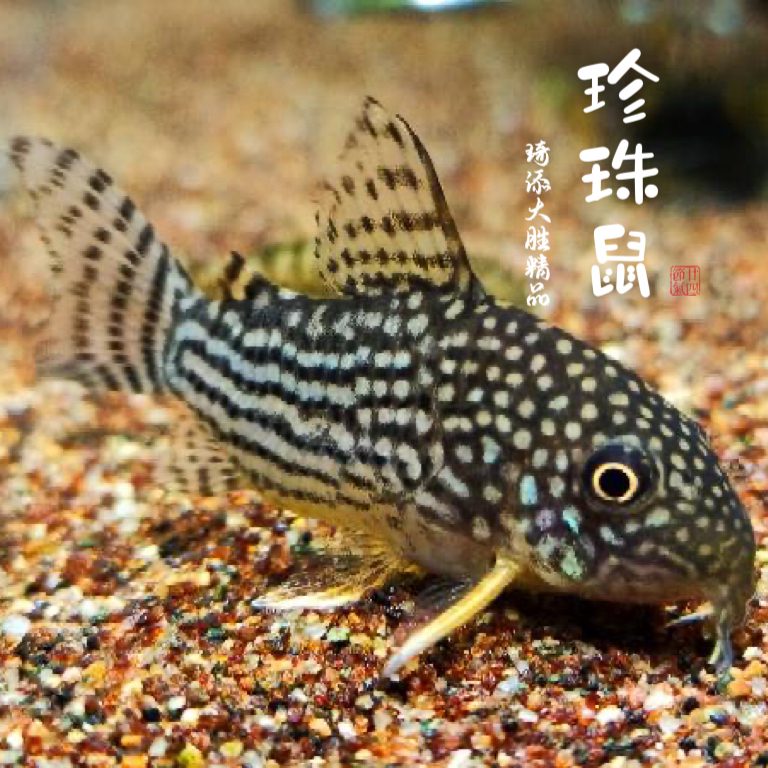 超萌好物琦添大胜 金翅 珍珠鼠鱼南美小型热带鱼小型淡水观赏鱼